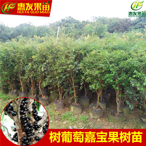 广东树葡萄苗，惠州树葡萄苗，惠州果树 