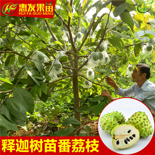 深圳凤梨释迦苗，深圳番鬼荔枝苗，深圳果苗 