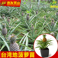 湖南地菠萝苗价格，湖南地菠萝苗，湖南果苗 