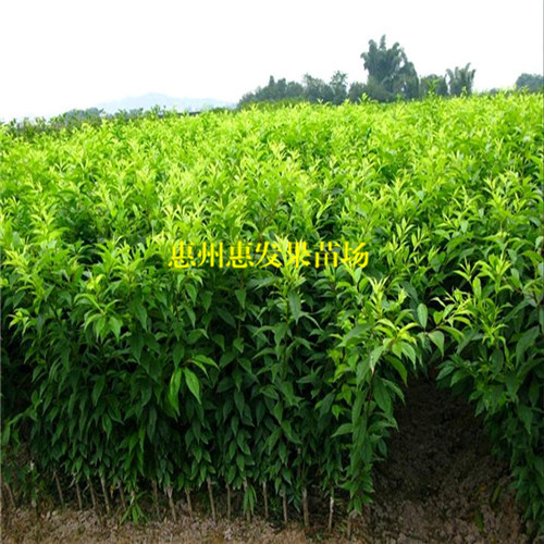湖南三华李苗基地，湖南三华李苗价格 