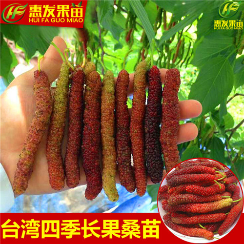 惠州四季长果桑苗，惠州台湾果桑苗，惠州果桑苗 