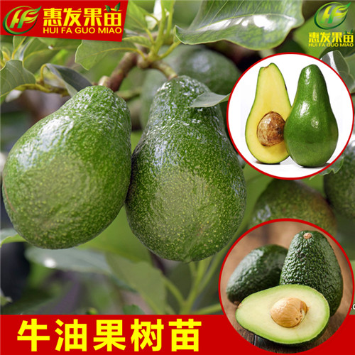 湖南桂垦牛油果苗，湖南牛油果苗，湖南果苗 