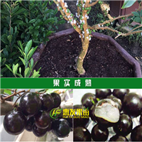 供应树葡萄（嘉宝果）、惠阳树葡萄苗 
