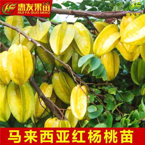 惠州杨桃苗，深圳杨桃苗，广州杨桃苗价格 