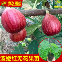 河源无花果苗，惠州无花果苗，广东无花果苗 