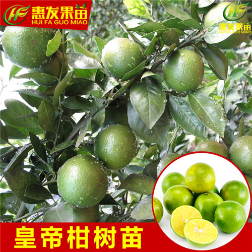 湖南皇帝柑苗基地，湖南皇帝柑苗批发 