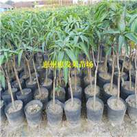 珠海象牙芒果苗，珠海芒果苗，珠海果树苗 