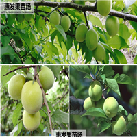 广东青梅苗，河源青梅苗，河源果苗批发 