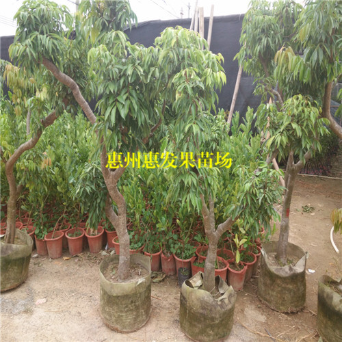湖南桂味荔枝苗基地，湖南桂味荔枝苗价格 