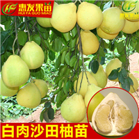 广东白肉沙田柚苗，广东沙田柚苗，广东果苗 