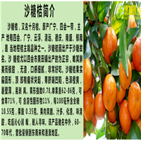 湖南沙糖桔苗批发，湖南沙糖桔苗基地 