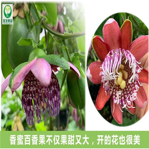 大果香蜜百香果