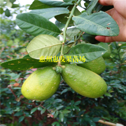 深圳无籽香水柠檬苗，深圳香水柠檬苗，深圳柠檬苗 