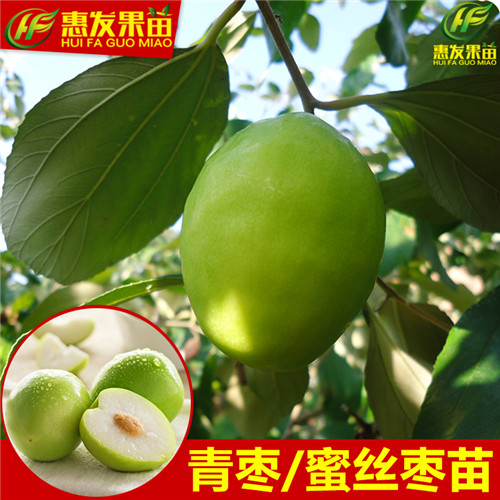 顺德台湾青枣苗，顺德青枣苗，顺德果树苗 