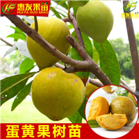 广东鸡蛋果苗，深圳鸡蛋果苗，珠海鸡蛋果苗 
