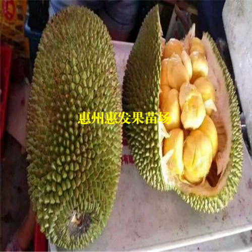 湖南榴莲菠萝蜜苗，湖南菠萝蜜苗，湖南果苗 