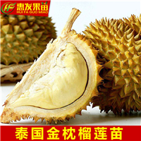 泰国金枕榴莲蜜苗价格，泰国金枕榴莲蜜苗批发 