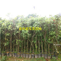广州荔枝苗，顺德荔枝苗，珠海荔枝苗价格 
