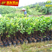 四季珍珠番石榴苗，珍珠番石榴苗，台湾珍珠番石榴 