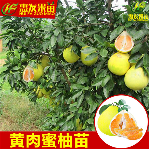 湖南黄金蜜柚苗，湖南蜜柚苗，湖南柚子苗 