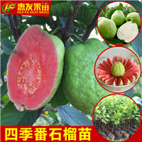 湛江红心番石榴苗，湛江红心芭乐苗，湛江番石榴苗 