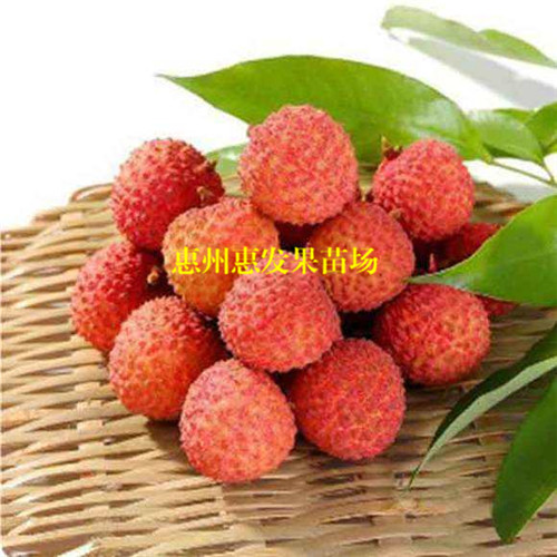 广东桂味荔枝苗价格，广东桂味荔枝苗批发 