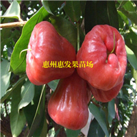 河源黑珍珠莲雾苗，河源莲雾苗，河源果苗 