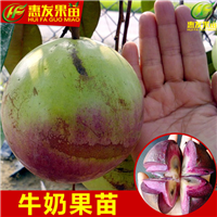 顺德牛奶果苗，珠海牛奶果苗，广东果树苗 
