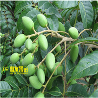 广州青橄榄苗，顺德青橄榄苗，珠海青橄榄苗 