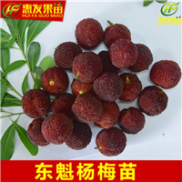 深圳东魁杨梅苗，深圳杨梅苗，深圳果苗 