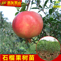 河源石榴苗，湛江石榴苗，广东石榴苗价格 