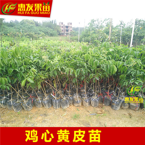 湖南鸡心黄皮苗批发，湖南鸡心黄皮苗价格 