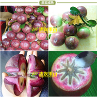 惠州牛奶果苗，深圳牛奶果苗，东莞牛奶果苗 