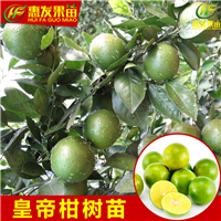 湖南皇帝柑苗基地，湖南皇帝柑苗批发 