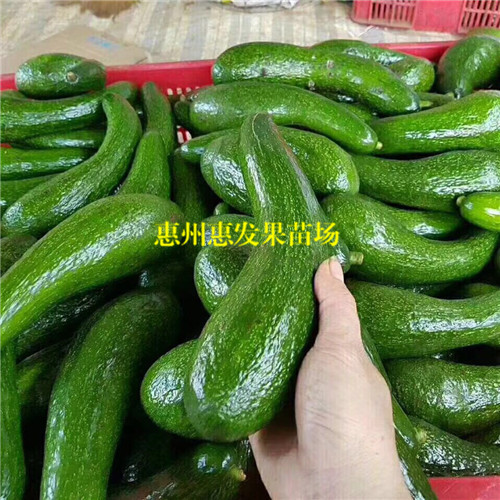 湖南青瓜牛油果苗基地，湖南青瓜牛油果苗 