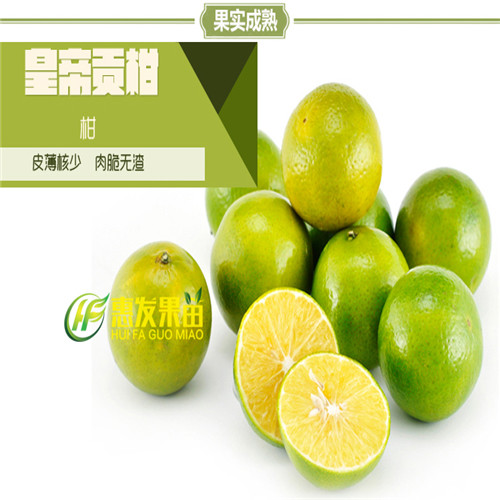 广州皇帝柑苗，顺德皇帝柑苗，珠海皇帝柑苗 