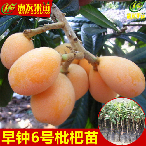 河源早钟6号枇杷苗，河源枇杷苗，河源果苗 