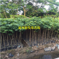 广州龙眼苗批发，广州龙眼苗，广州果苗 