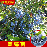 湖南果苗基地，湖南蓝莓苗，湖南蓝莓苗价格 