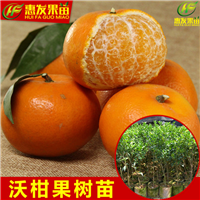 哪里有沃柑苗卖？广东沃柑苗，惠州沃柑苗 