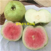 东莞红宝石无籽番石榴苗，东莞无籽番石榴苗，东莞石榴苗 