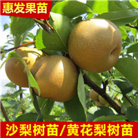 广东果树苗，广东沙梨苗，惠州沙梨苗 