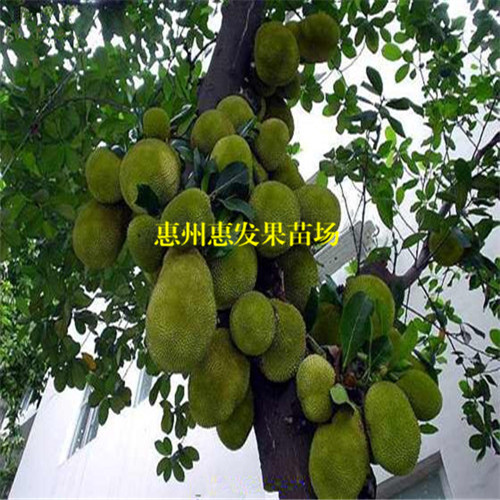 海南菠萝蜜苗基地，广东海南菠萝蜜苗 