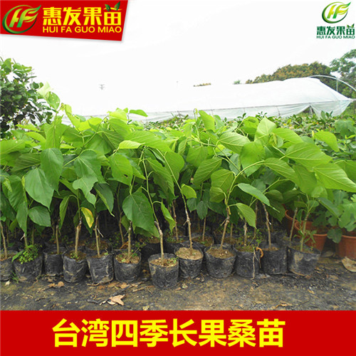 湖南四季长果桑苗，湖南台湾果桑苗，湖南果桑苗 