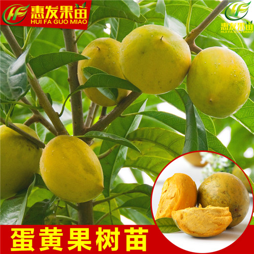 惠州鸡蛋果苗基地，惠州鸡蛋果苗，惠州果苗 