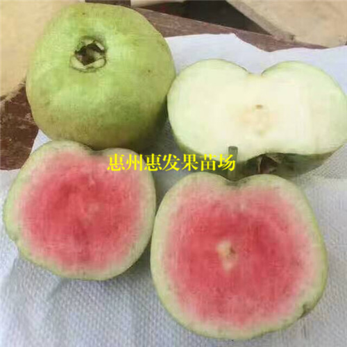 东莞红宝石无籽番石榴苗，东莞无籽番石榴苗，东莞石榴苗 