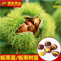 哪里有板粟苗卖？广东板粟苗，惠州板粟苗 