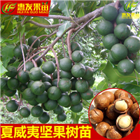 广东果苗，惠州澳洲坚果苗，东莞澳洲坚果苗 