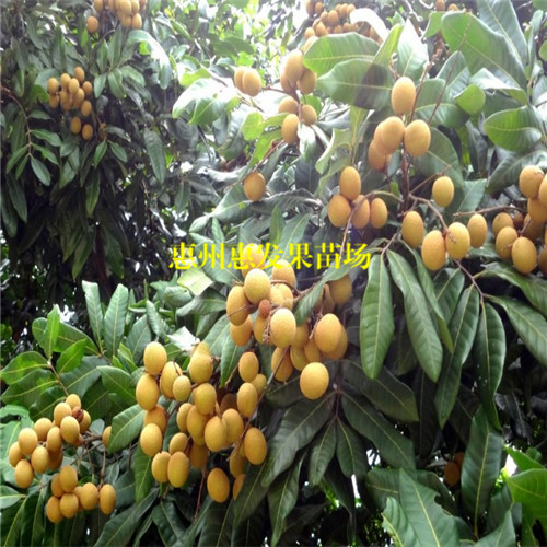 湛江四季龙眼苗，湛江龙眼苗，湛江果苗 