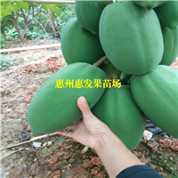 红妃木瓜苗，台湾木瓜苗，木瓜苗 